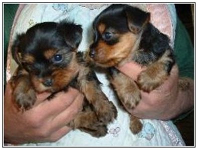 AkcMaleandFemaleYorkies