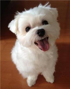 HappyHealthyteacupMaltesePuppies