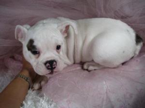 adorableenglishbulldogpuppiesforfreeadoptio