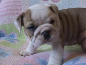 EnglishbulldogpuppyForFreeAdoption