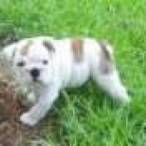 Twolovelyenglishbulldogpuppiesforadoption