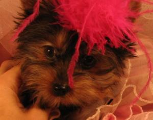 TEACUPYORKIEPUPPIESFORADOPTION