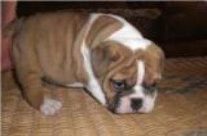 englishbulldogpuppyforsale