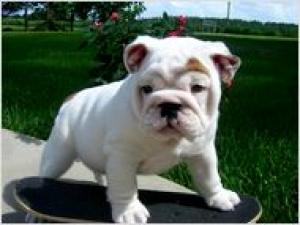 helprescueourlovelyenglishbulldog