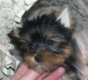 Yorkiepuppyforadoption