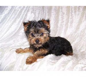 AdorableYorkiePuppiesforfreeAdoption