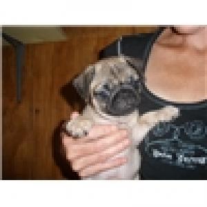 Akcpugpuppiesforadoption