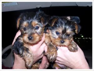 Lovelyandcuteyorkiepuppiesforgoodhomes