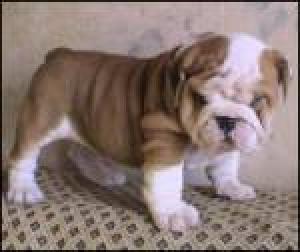 englishbulldogpuppiesforsale