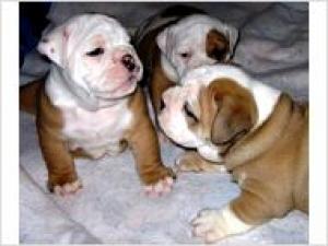 englishbulldogsforadoption