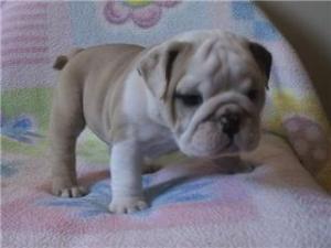 EnglishBulldogPuppyForFreeAdoption