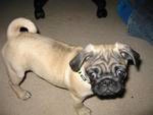 cutepugpuppiesforadoption