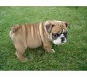 EnglishBulldogPuppyForFreeAdoption