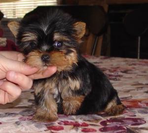 Cuteandadorableyorkiepuppiesavailabe