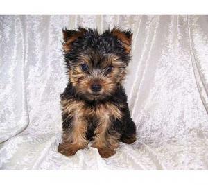 AdorableYorkiePuppiesforfreeAdoption