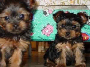 twoteancupyorkiesforadoption