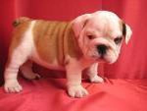 lovelyenglishbulldogforadoption