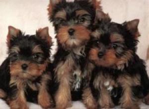 TeaCupYorkiePuppiesForFreeAdoption