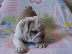 EnglishBulldogPuppyForFreeAdoption