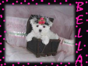 Cuteandhealthymaltesepuppiesforadoption