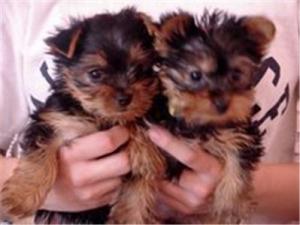 cutelookingyorkiepuppies