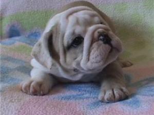 EnglishBulldogPuppyForFreeAdoption