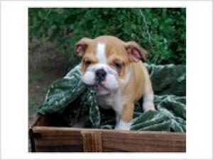 sweetenglishbulldogforadoption