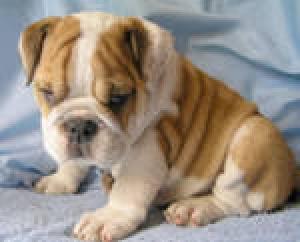 AKCREGISTERENGLISHBULLDOGPUPPIESFORADOPTION