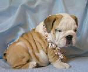 AKCRegisterEnglishBulldogPuppiesforadoption