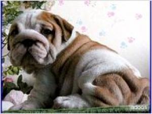 EnglishBulldogPuppiesForFreeAdoption