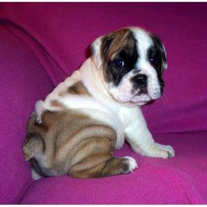 GorgeousEnglishBulldogPuppiesReadyforAdoptio