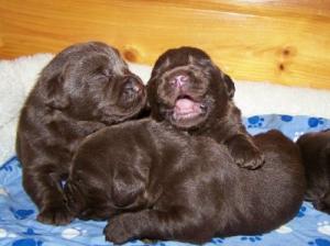 ChocolateLabpuppies