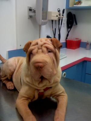 BeautifulAKCRegisteredChineseSharpei