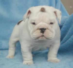 BULLDOGPUPPIES