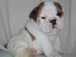 CuteEnglishBulldogPuppies