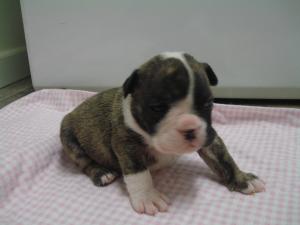 AKCregisteredEnglishBulldogPups