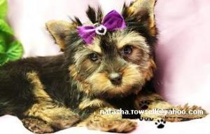 CuteYorkiePuppiesForsell