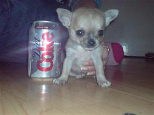 ChihuahuaDogsforSale