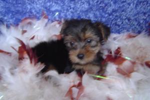 TeacupYorkiePuppiesForFreeAdoption