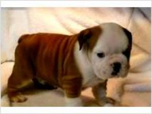 TopQualityEnglishBulldogPuppyForSale