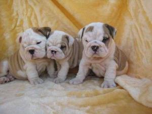 ThreeaffectionateEnglishbulldogsforadoption