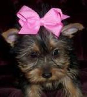 cuteteacupyorkiesforadoptioneach