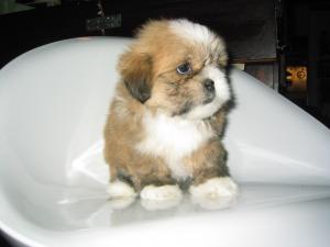 lhasaapso