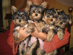 tinyyorkiesforrehoming