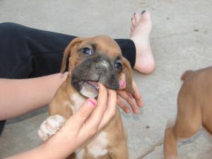 boxerBabies