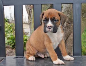 Cutelittleboxer