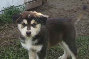 HuskyLabmixpuppiesneedagoodhome