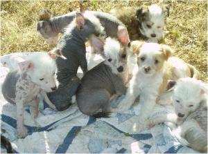 ChineseCrestedPuppies