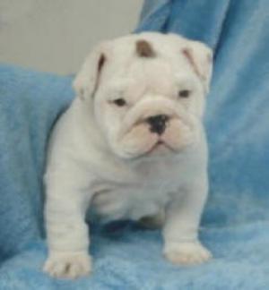 Englishbulldogpuppies