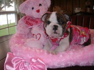 lovelyenglishbulldogpuppiesforsale